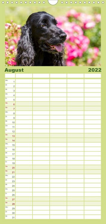Produktbild: Familienplaner English Cocker Spaniel - Fr&ouml;hliche Gesellen (Wandkalender 2022 , 21 cm x 45 cm, hoch)