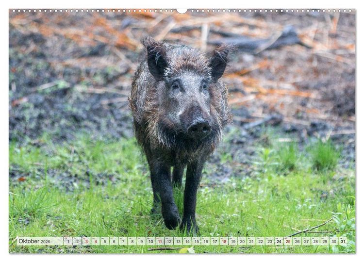 Produktbild: Wildschweine - Im Schatten des Waldes (hochwertiger Premium Wandkalender 2026 DIN A2 quer), Kunstdruck in Hochglanz