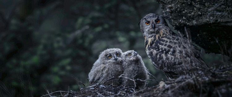 Produktbild: Das Fl&uuml;stern der W&auml;lder