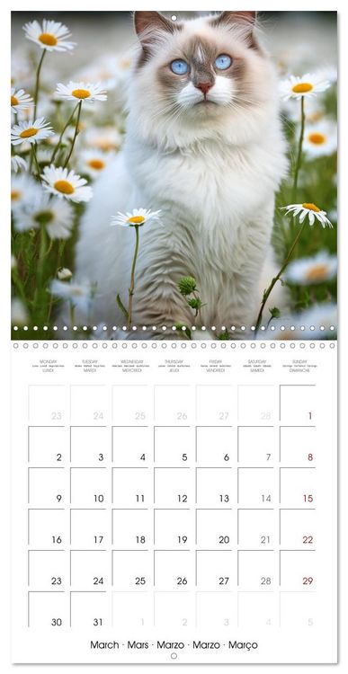 Produktbild: Beautiful Ragdolls - Cats in Nature (Wall Calendar 2026 12 &times; 12 Inch) CALVENDO 12 Month Wall Calendar