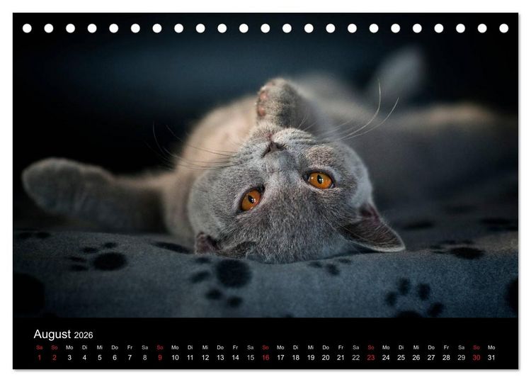 Produktbild: B&auml;rige Schmusetiger - Britisch Kurzhaar / CH-Version (Tischkalender 2026 DIN A5 quer), CALVENDO Monatskalender
