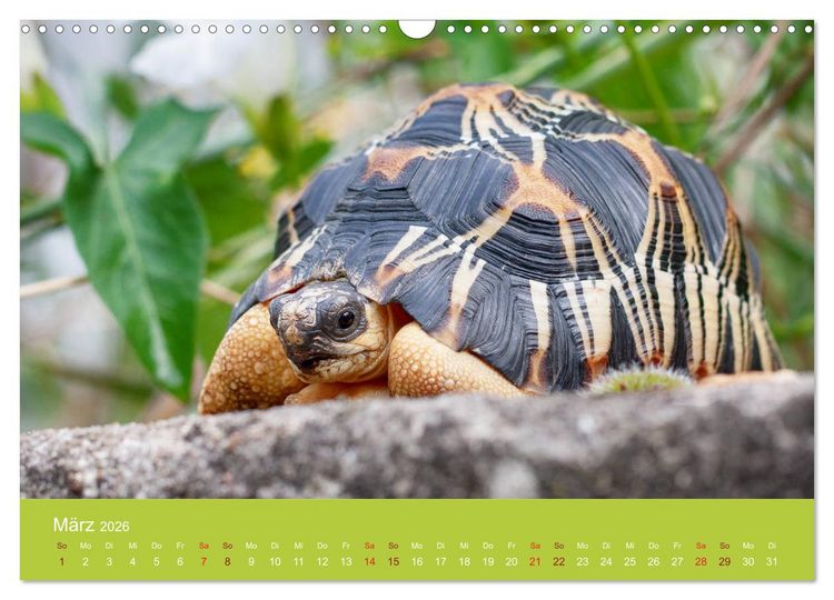 Produktbild: Meine Schildkr&ouml;ten (Wandkalender 2026 DIN A3 quer), CALVENDO Monatskalender