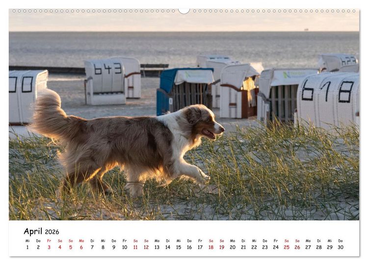 Produktbild: Strandurlaub mit Hund (Wandkalender 2026 DIN A2 quer), CALVENDO Monatskalender