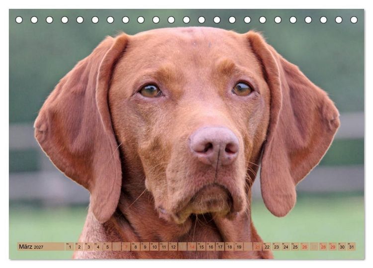 Produktbild: Magyar Vizsla - Vielseitiger Jagdhund mit Familienanschluss (Tischkalender 2027 DIN A5 quer), CALVENDO Monatskalender