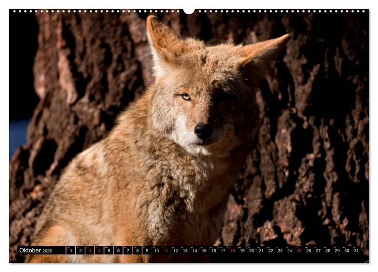 Produktbild: Yosemite - USA (Wandkalender 2026 DIN A2 quer), CALVENDO Monatskalender