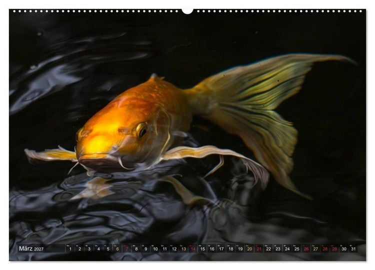 Produktbild: Nishikigoi &ndash; Koikarpfen in ihrer Welt (Wandkalender 2027 DIN A2 quer), CALVENDO Monatskalender