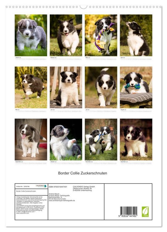 Produktbild: Border Collie Zuckerschnuten (hochwertiger Premium Wandkalender 2026 DIN A2 hoch), Kunstdruck in Hochglanz