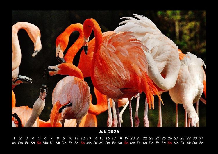 Produktbild: Tierkalender 2026 Fotokalender DIN A3