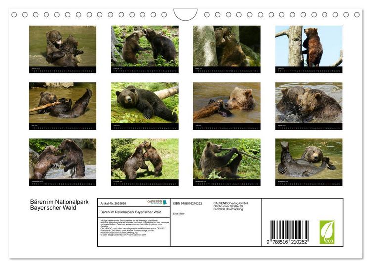 Produktbild: B&auml;ren im Nationalpark Bayerischer Wald (Wandkalender 2026 DIN A4 quer), CALVENDO Monatskalender