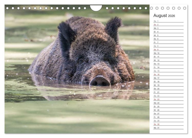 Produktbild: Emotionale Momente: Wild und Jagd. (Wandkalender 2026 DIN A4 quer), CALVENDO Monatskalender