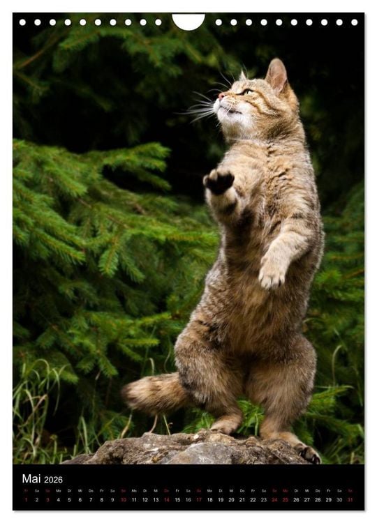 Produktbild: Wildkatzen - scheue J&auml;ger (Wandkalender 2026 DIN A4 hoch), CALVENDO Monatskalender