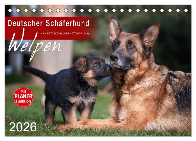 Produktbild: Deutscher Sch&auml;ferhund - Welpen (Tischkalender 2026 DIN A5 quer), CALVENDO Monatskalender