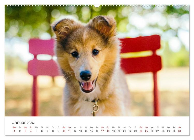 Produktbild: Shelties - Die zuckers&uuml;&szlig;en Vierbeiner. (hochwertiger Premium Wandkalender 2026 DIN A2 quer), Kunstdruck in Hochglanz