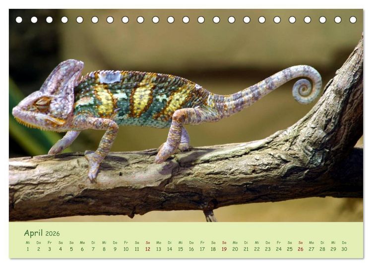 Produktbild: Augenblicke der Cham&auml;leons (Tischkalender 2026 DIN A5 quer), CALVENDO Monatskalender