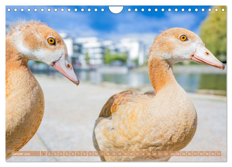 Produktbild: Faszination Ph&ouml;nixsee (Wandkalender 2026 DIN A4 quer), CALVENDO Monatskalender