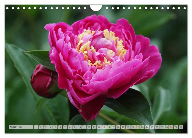 Produktbild: PFINGSTROSEN Rosen ohne Dornen (Wandkalender 2026 DIN A4 quer), CALVENDO Monatskalender