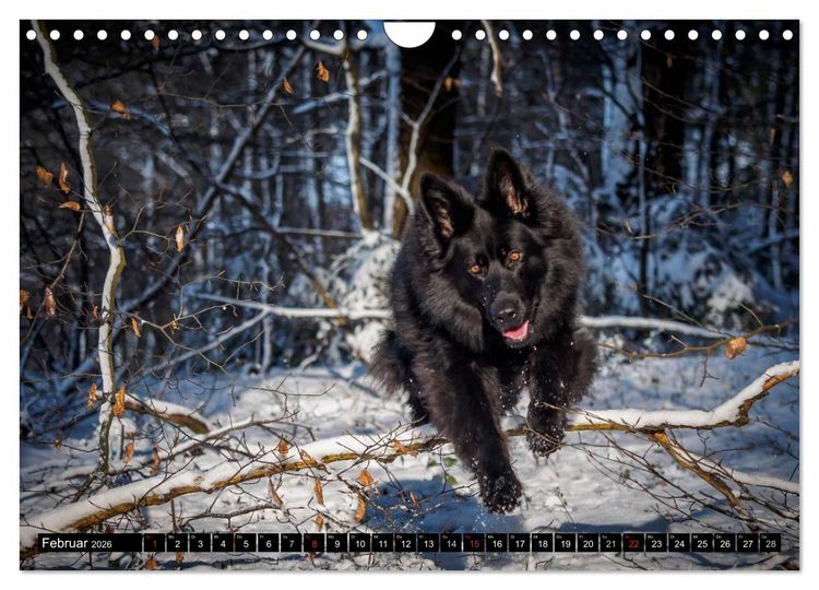 Produktbild: Schwarz ist sch&ouml;n! Der lackschwarze altdeutsche Sch&auml;ferhund (Wandkalender 2026 DIN A4 quer), CALVENDO Monatskalender