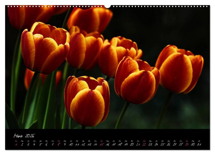 Produktbild: Florales Sonett - Visuelle Musik der Blumen (Wandkalender 2026 DIN A2 quer), CALVENDO Monatskalender