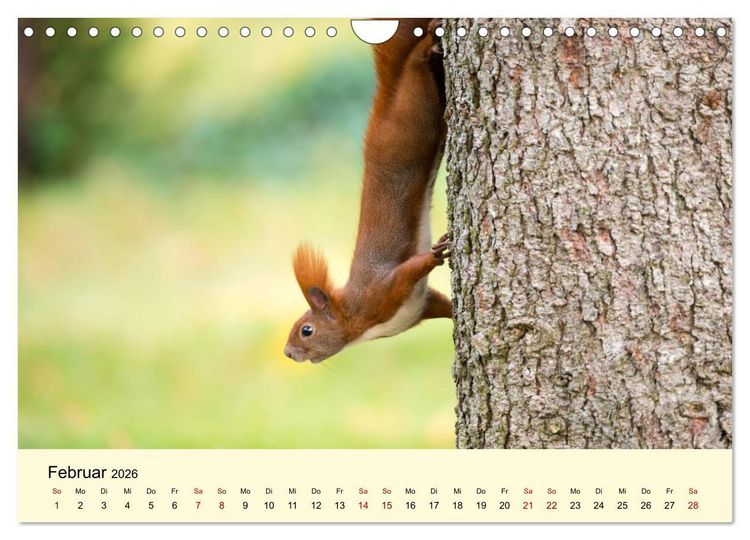Produktbild: Eichh&ouml;rnchen in Berlin (Wandkalender 2026 DIN A4 quer), CALVENDO Monatskalender