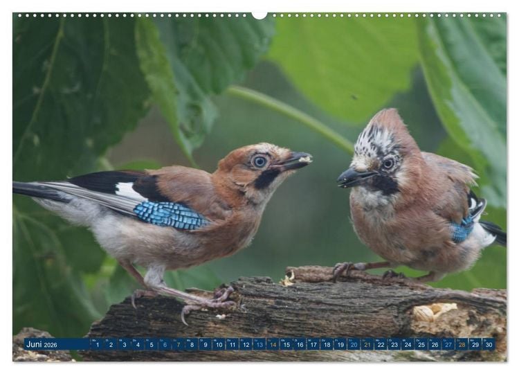 Produktbild: Eichelh&auml;her - Egon der Eichelh&auml;her fotografiert von Ostfriesenfotografie (Wandkalender 2026 DIN A2 quer), CALVENDO Monatskalender