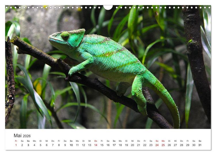 Produktbild: Reptilien - Tierische Farbenpracht (Wandkalender 2026 DIN A3 quer), CALVENDO Monatskalender