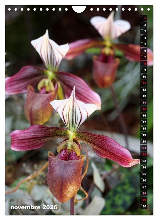 Produktbild: Miracle floral l'orchid&eacute;e (Calendrier mural 2026 DIN A4 horizontal), CALVENDO calendrier mensuel