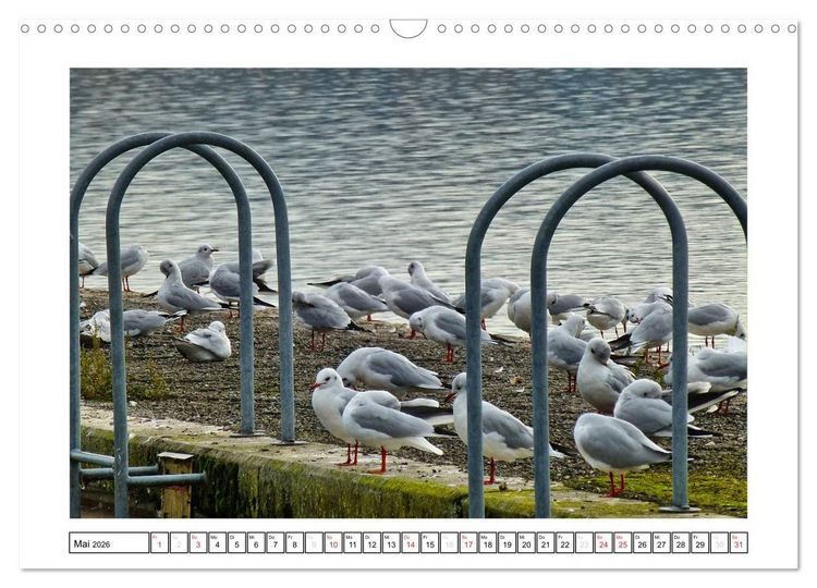 Produktbild: Bodensee - Seesucht (Wandkalender 2026 DIN A3 quer), CALVENDO Monatskalender