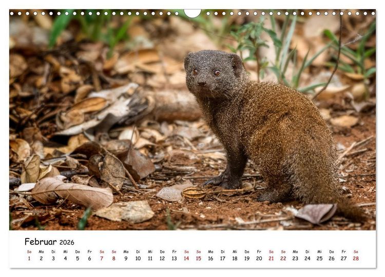 Produktbild: Afrikas kleine Stars (Wandkalender 2026 DIN A3 quer), CALVENDO Monatskalender