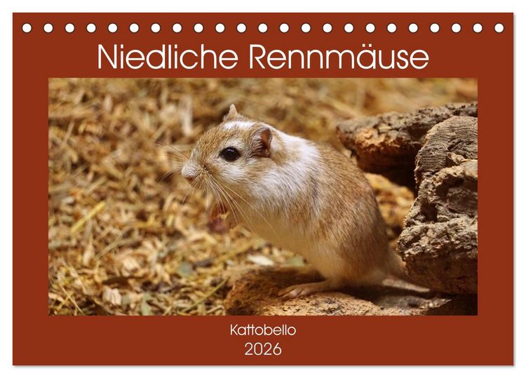 Produktbild: Niedliche Rennm&auml;use (Tischkalender 2026 DIN A5 quer), CALVENDO Monatskalender