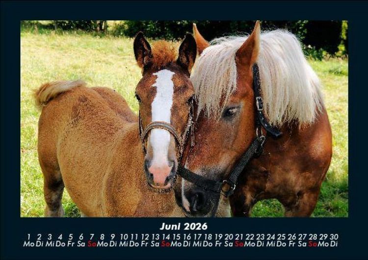 Produktbild: Pferdegefl&uuml;ster 2026 Fotokalender DIN A5