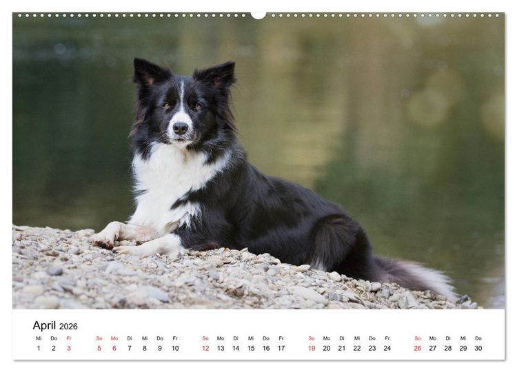 Produktbild: Border Collie - Bunt und clever! (hochwertiger Premium Wandkalender 2026 DIN A2 quer), Kunstdruck in Hochglanz