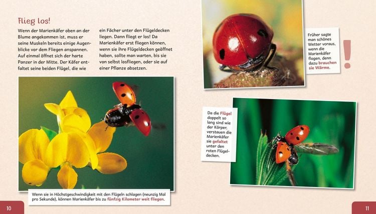 Produktbild: Meine gro&szlig;e Tierbibliothek: Der Marienk&auml;fer