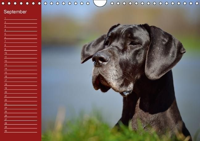Produktbild: Deutsche Doggen / Geburtstagskalender (Wandkalender immerw&auml;hrend DIN A4 quer)