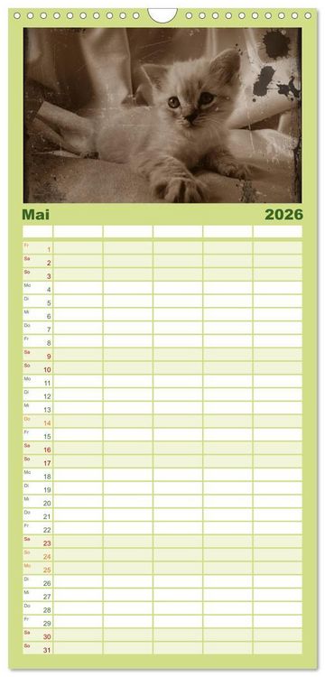 Produktbild: Familienplaner 2026 - Oma's Katzenkalender 2026 mit 5 Spalten (Wandkalender, 21 x 45 cm) CALVENDO