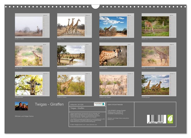 Produktbild: Twigas - Giraffen (Wandkalender 2026 DIN A3 quer), CALVENDO Monatskalender