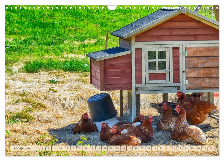 Produktbild: Charmante H&uuml;hner (Wandkalender 2026 DIN A3 quer), CALVENDO Monatskalender
