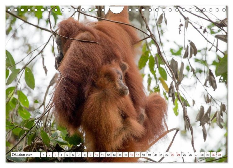 Produktbild: Orang-Utans - Menschen des Regenwaldes (Wandkalender 2027 DIN A4 quer), CALVENDO Monatskalender