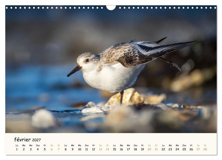 Produktbild: Chuchotements d'ailes - Une ann&eacute;e dans l'intimit&eacute; des oiseaux (Calendrier mural 2027 DIN A3 vertical), CALVENDO calendrier mensuel
