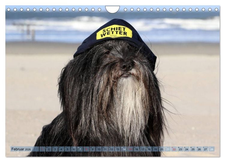 Produktbild: Tibet Terrier Theo (Wandkalender 2026 DIN A4 quer), CALVENDO Monatskalender