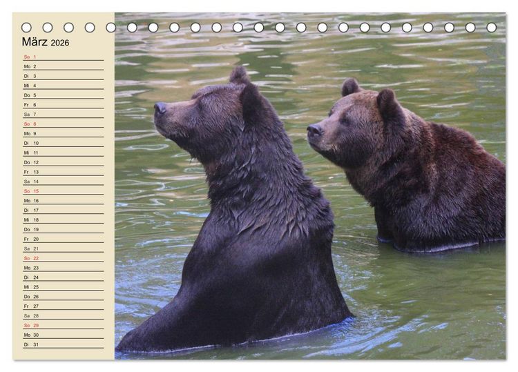 Produktbild: B&auml;ren (Tischkalender 2026 DIN A5 quer), CALVENDO Monatskalender