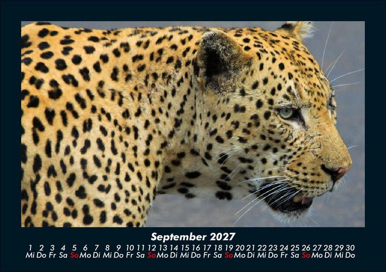 Produktbild: Tierkalender 2027 Fotokalender DIN A5