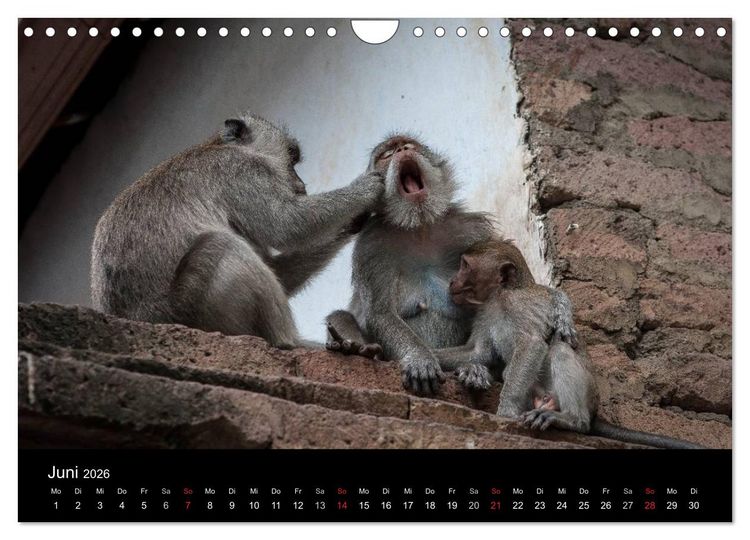 Produktbild: Affentheater (Wandkalender 2026 DIN A4 quer), CALVENDO Monatskalender