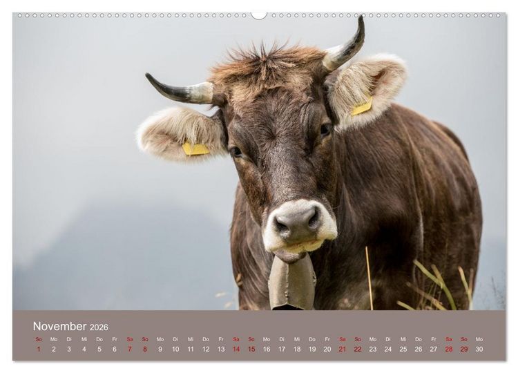 Produktbild: Allg&auml;uer Rindvieh 2026 (hochwertiger Premium Wandkalender 2026 DIN A2 quer), Kunstdruck in Hochglanz