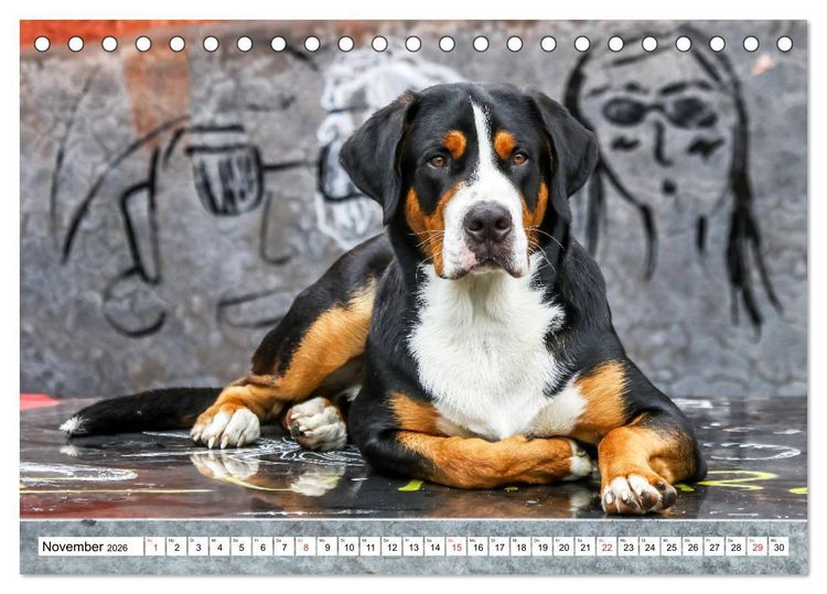 Produktbild: Gro&szlig;er Schweizer Sennenhund (Tischkalender 2026 DIN A5 quer), CALVENDO Monatskalender