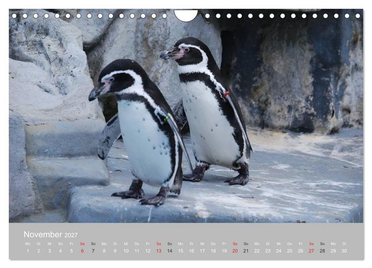 Produktbild: Pinguine 2027 (Wandkalender 2027 DIN A4 quer), CALVENDO Monatskalender
