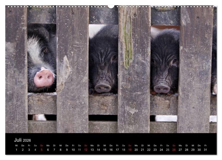 Produktbild: Schweinereien (Wandkalender 2026 DIN A2 quer), CALVENDO Monatskalender