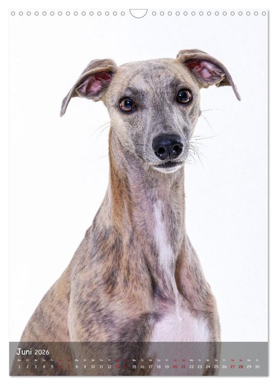 Produktbild: Whippets im Portrait (Wandkalender 2026 DIN A3 hoch), CALVENDO Monatskalender
