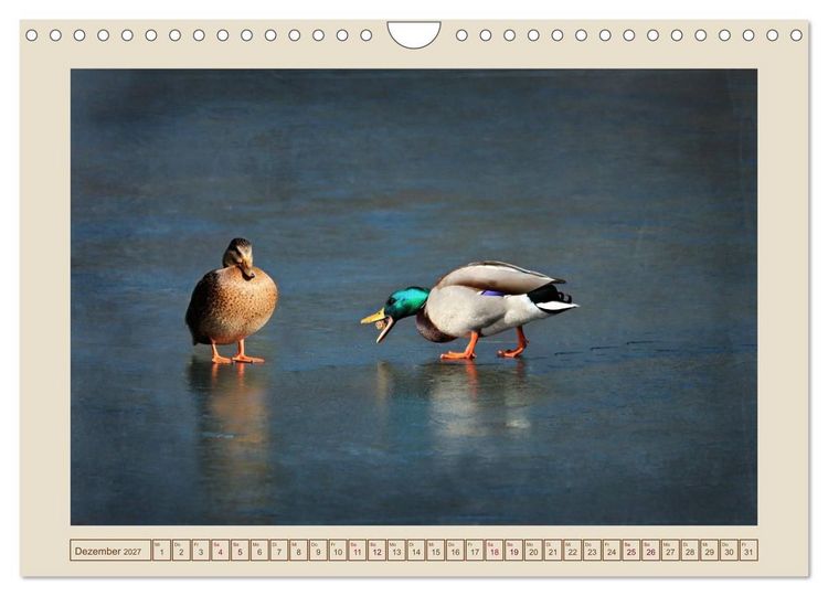 Produktbild: V&ouml;gel am Chemnitzer Schlossteich (Wandkalender 2027 DIN A4 quer), CALVENDO Monatskalender