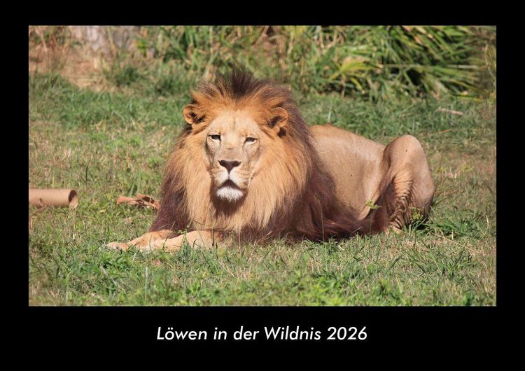 Produktbild: L&ouml;wen in der Wildnis 2026 Fotokalender DIN A3