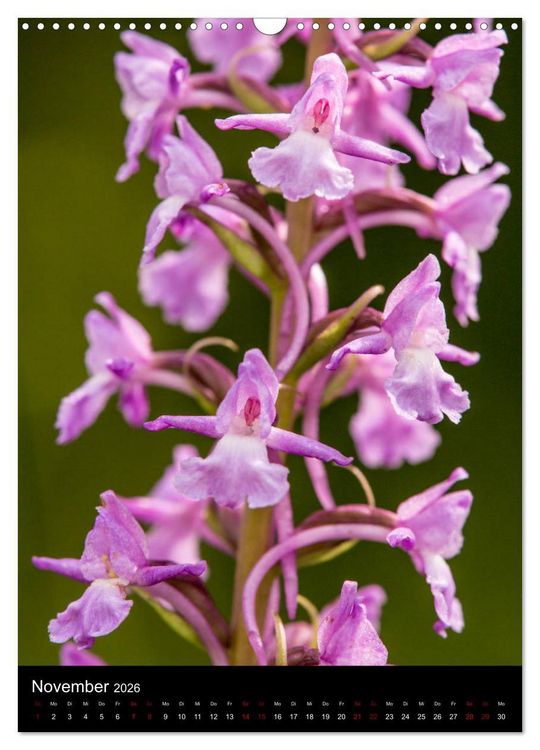 Produktbild: Im richtigen Licht: Wilde Orchideen in S&uuml;dbayern (Wandkalender 2026 DIN A3 hoch), CALVENDO Monatskalender